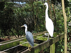 100 Port Douglas Wildlife Habitat